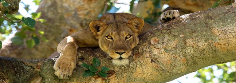 Uganda Safaris 768x270