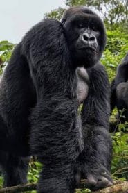 Bwindi Impenetrable Forest National Park