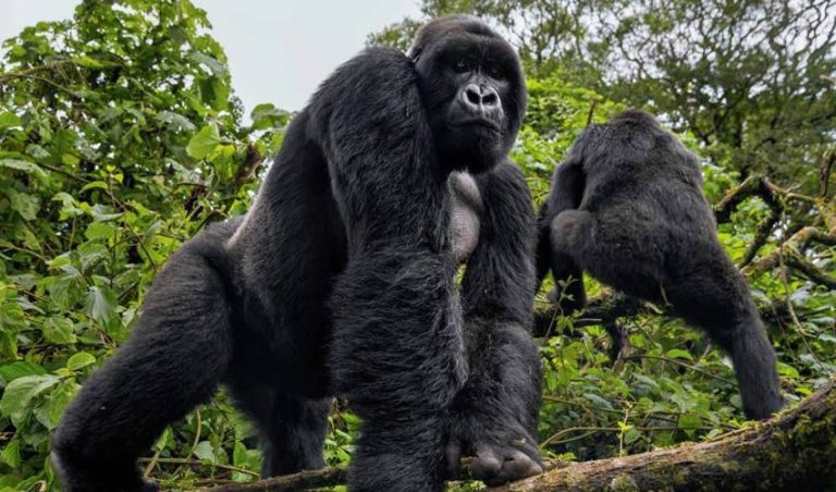 Gorillas in Volcanoes 768x452