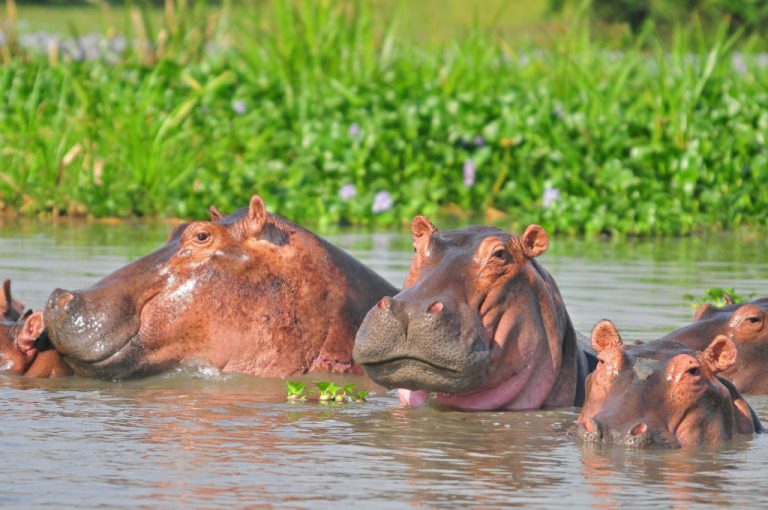 Hippopotamus Sanctuary 1 768x510