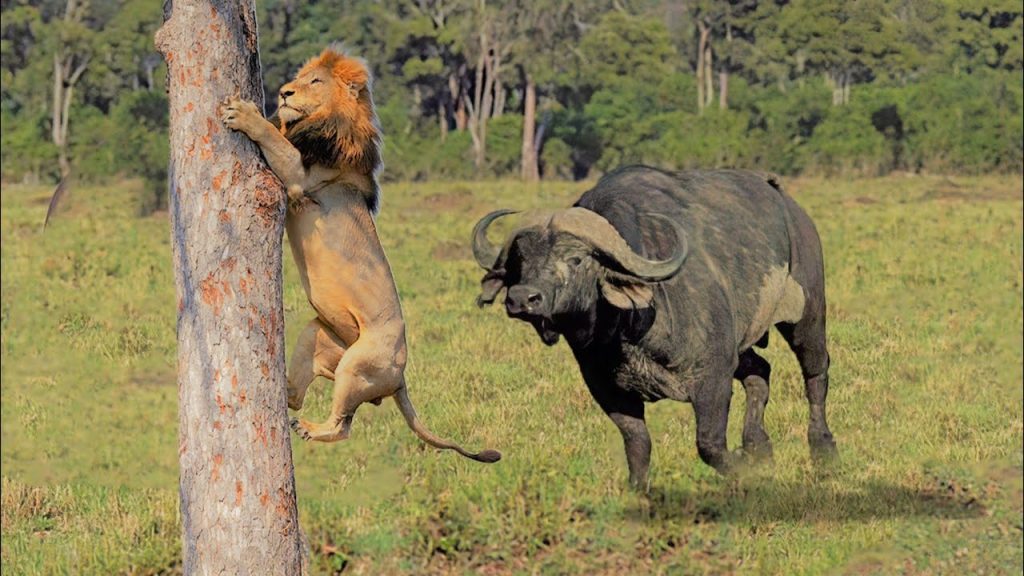 Buffalo chasing lion