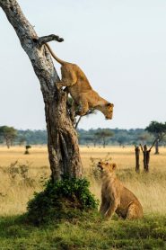 National Parks, A Tale Of Two Worlds; Exploring Uganda And Europe
