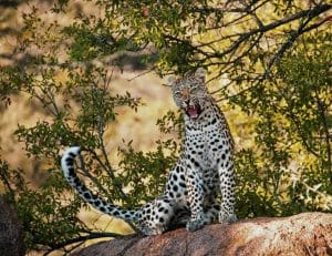 safaris and hotel booking