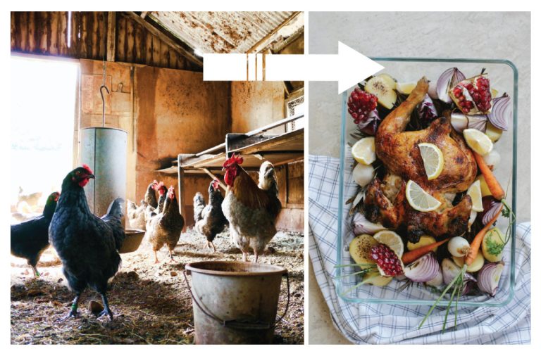 chicken 01 768x506
