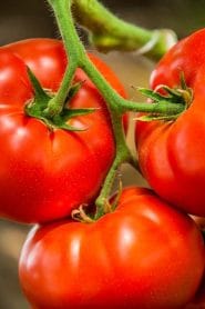 House of Seeds Ltd – Uganda