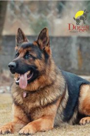Doggo Mart – Dog Breeders, Puppy Sales & Dog Food